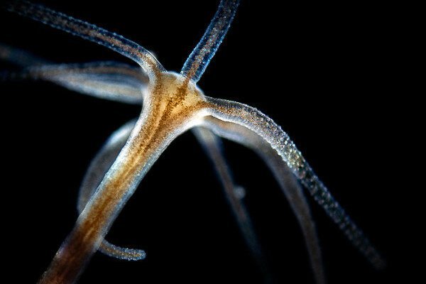 Официальный сайт кракен тор